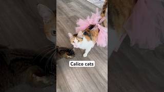 What it’s like owning a Calico cat [upl. by Chrisoula]