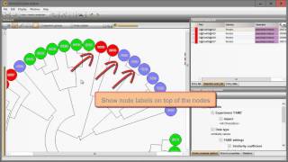 Dendrogram layout options in BioNumerics 76 a sneak preview [upl. by Notecnirp409]