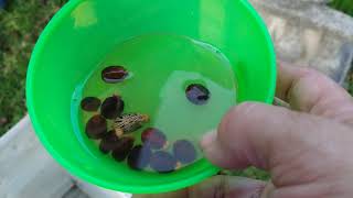 PLANTING CASTOR BEAN SEEDS TO REPEL MOLES [upl. by Sokim864]