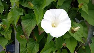 Discovering the Beauty of Large Bindweed A Visual Exploration [upl. by Bisset577]