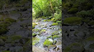 Peaceful Nature Sounds in the Great Smoky Mountains [upl. by Modesty866]