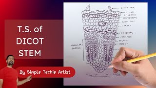 Drawing the Dicot Stem A Comprehensive Tutorial [upl. by Arvind]