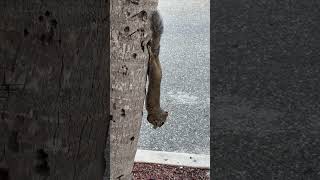 squirrellover squirrels squirrelvideos squirrel squirrelstory [upl. by Krock751]