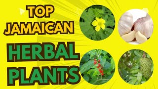 Boost Your Health with These Jamaican Herbal Plants Benefits of Cerasee Soursop Guinea Hen Weed [upl. by Aerda]