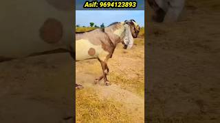 Top Quality ke 3 andu bakre for sale goat shortsyoutube shortvideo [upl. by Corron]