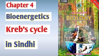 Krebs cycle class 11 biologyCitric acid cycle  Sindh board [upl. by Valeda]