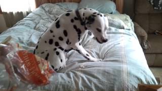 My dalmatian smiling after eating ANOTHER loaf of bread off the counter [upl. by Nicolais]