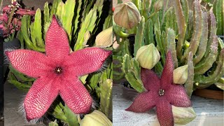 How I care for my Starfish Cactus and make them bloom 🌵🌺🌵plants nature garden flowers [upl. by Drhacir]