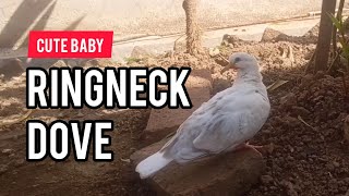 Cute Baby Ringneck Dove [upl. by Judenberg]