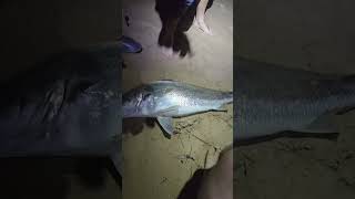 MULLOWAY OFF THE BEACH WOW [upl. by Biondo630]