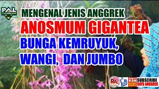 Mengenal Anggrek Anosmum Gigantea Bunga Wangi Lebat dan Jumbo [upl. by Greiner991]