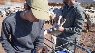 Tagging amp Marking Lambs  KAROO KIDS [upl. by Salocin203]