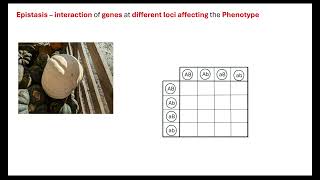 Epistasis OCR A ALevel Biology Revision 612 Patterns of inheritance [upl. by Sproul]