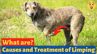 What are the Causes and Treatment of Limping in Dogs 🤔  Dog Lameness [upl. by Nnael699]