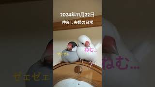 birds 可愛い小鳥 小鳥 かわいい 癒し 放鳥 parrot 文鳥 文鳥かわいい 文鳥のいる暮らし 文鳥動画いい夫婦の日 [upl. by Nuj]