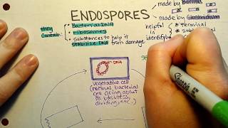 Endospore Sporulation [upl. by Ariad219]