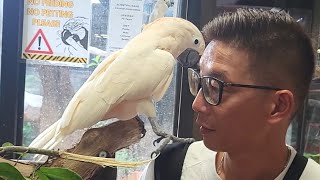 This adorable cockatoo turns furious when asked to leave on my shoulder 8 Nov 2024 [upl. by Inga]