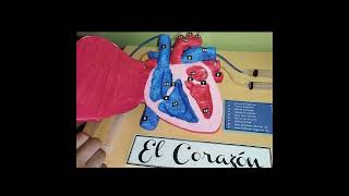 Maqueta del Corazon que palpita funcional diy materialescolar maqueta [upl. by Averill]