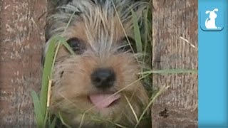 10 Week Old Yorkie Puppy Squeezes Through Fence  Puppy Love [upl. by Winton]