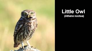 Little Owl Bird Call [upl. by Nohtanhoj]