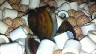 Freshwater Clams are Moving and Feeding 90 Gallon Aquaponic Sump Tank with 100 Clams [upl. by Sennahoj]