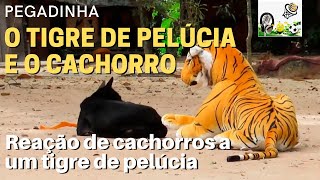 Cachorros reagindo a tigue e Leão de pelúcia  dog prank [upl. by Drofwarc]