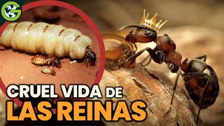 La CRUEL VIDA de las REINAS de los INSECTOS 🐜🐝 [upl. by Rubenstein]