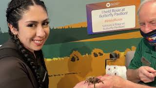 Holding Rosie the Tarantula [upl. by Ailimat]