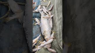 বড়ো সাইজের ইলিশLarge size hilsa Hugli riverNATURALFISHINGVLOG [upl. by Roel]