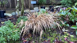 Cut Back Hakonechloa quotAureolaquot Japanese Forest Grass  December 6 2020 [upl. by Shayla]