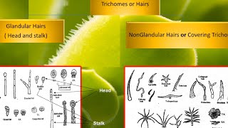 pharmacognosy Plant tissues 2 عقاقير اولى صيدله [upl. by Debera]