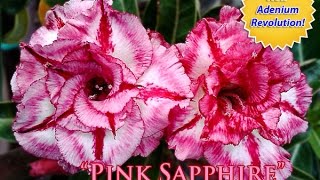 quotPink Sapphirequot Hall of fame Rosy Adenium [upl. by Dunkin]