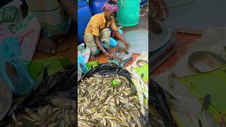 Exclusive Deshi River Fish In Bangladesh Village Market shorts shortvideo fish fishing [upl. by Odette]