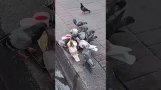 Birds l doves are hungry and eating on the street rice cutebirds animals funny dove eating [upl. by Animas841]