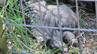 Bull Alligators Eat May Through September amp Live Off Fat in Tail amp Jowls Edisto Island Serpentarium [upl. by Megen]