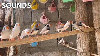 Zebra Finch sounds  zebra finch singing  animals sounds [upl. by Inuat]