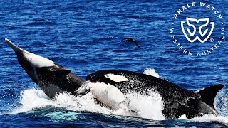 Killer Whale Hunt of a Straptoothed Beaked Whale amp Feeding [upl. by Walsh]