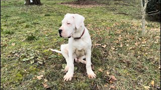 16 weeks Dogo Argentino puppies [upl. by Auhesoj]