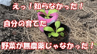 知らなかった！白菜等の野菜の苗を買って育てると無農薬じゃない話 [upl. by Radloff]