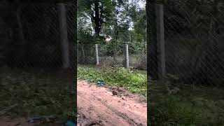 shortsvideo shorts home farming architecture tatawiron fencing chainlink keralafencing [upl. by Kcirrad772]