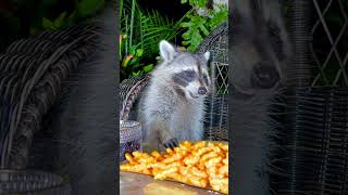 Baby Raccoon Stealing Cheetos short shorts [upl. by Baumbaugh]