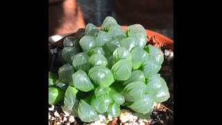 Haworthia cooperi ¿como cuidarla [upl. by Yggam]