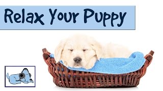 Music to Relax your Puppy  Relaxing Music for Dogs with Anxiety [upl. by Gisela]