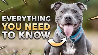 STAFFORDSHIRE BULL TERRIER 101 Everything You Need To Know About Owning a STAFFY Puppy [upl. by Grady]