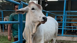 A DAY WITH BEAUTIFUL COWS At Boshir agro farm [upl. by Harbird]