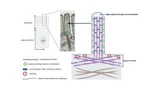 Organisation des microfilaments dactine dans les microvillosités [upl. by Demaggio]