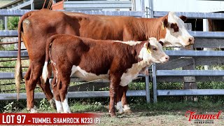 LOT 97  TUMMEL SHAMROCK N233 P [upl. by Novart]