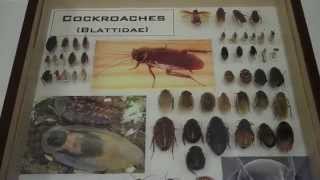 A Visit to the Ohio State University Department of Entomology Columbus [upl. by Matthei236]