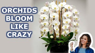 Your Orchid Will Bloom all Year Round 7 Growing Orchids Tips You Should Know  iKnow [upl. by Samuela]