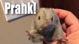 Hansa plush mouse scare prank [upl. by Gilson]